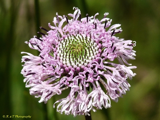 {Marshallia tenuifolia}